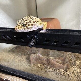 元気なレオパードゲッコー