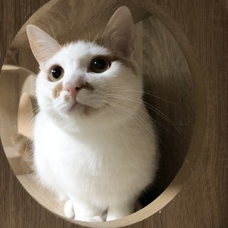 水玉模様の茶トラ白ケイト君