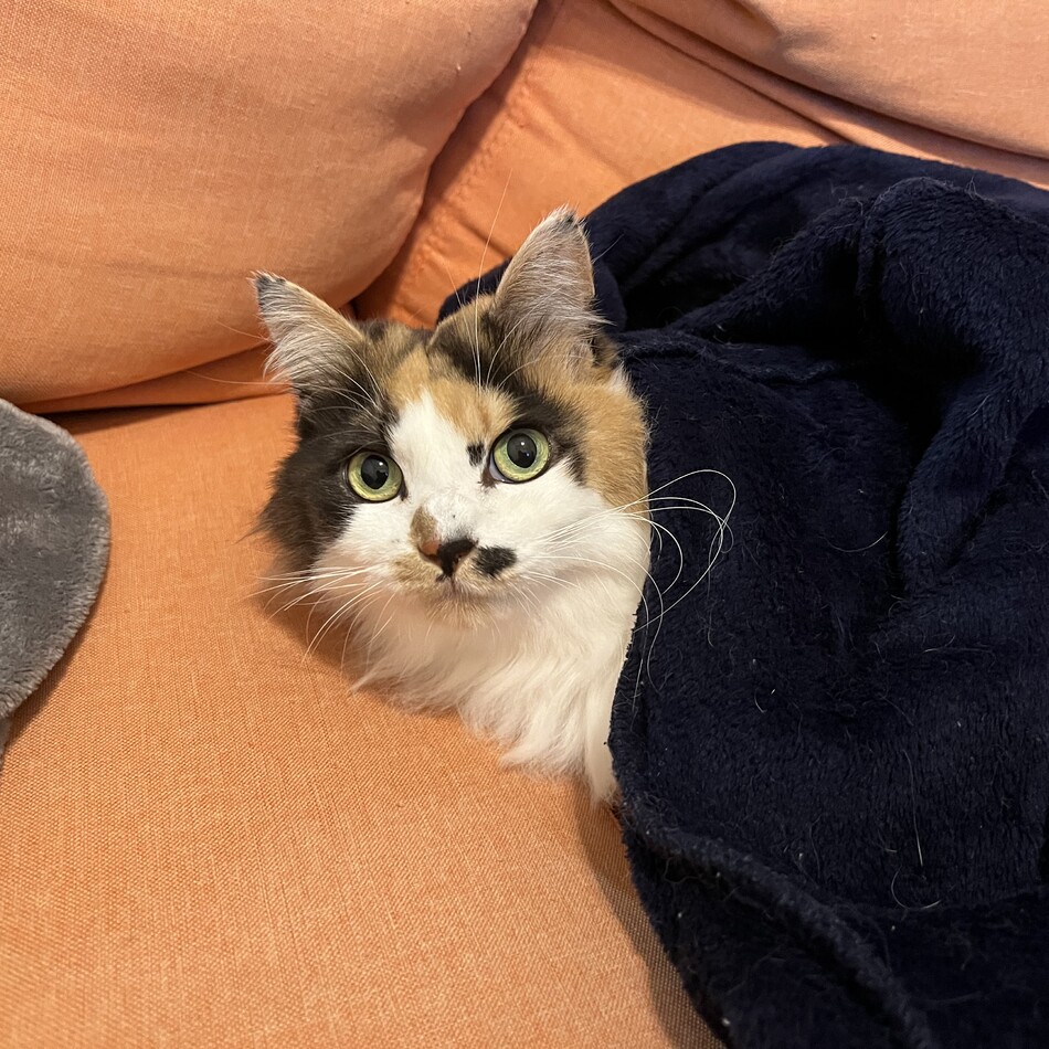ちゃちゃのカバー写真