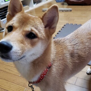 応募して頂きました皆様ありがとうございました 