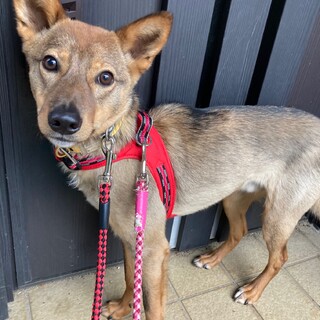 「テテ」男の子