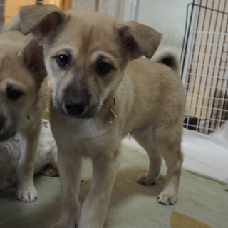 「ライト」男の子