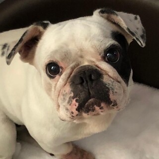 ☆あんこちゃん☆里親さま決定☆