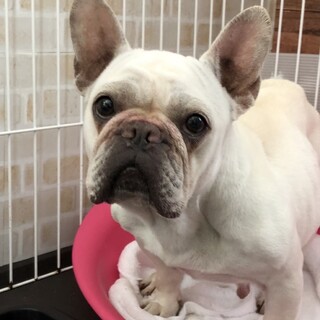 ☆おもちちゃん☆里親さま決定☆