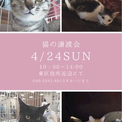 保護ねこ☆小さな譲渡会