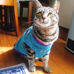 保護ねこ☆小さな譲渡会 サムネイル2