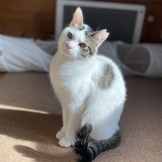 ゴロすり美猫のビヨンセちゃん♡1歳3か月