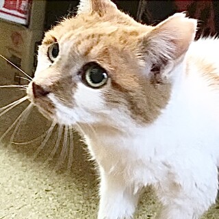 触って♥撫でて♥抱っこして♥甘えん坊シロちゃん