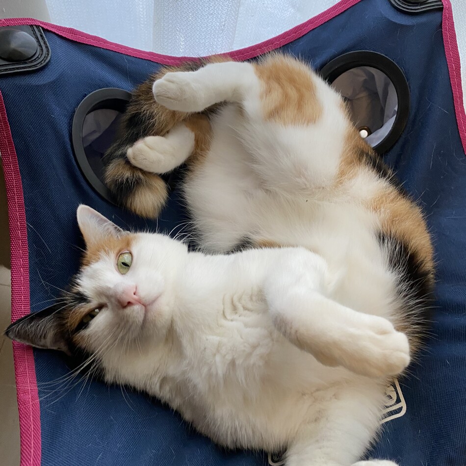 ミコトのカバー写真
