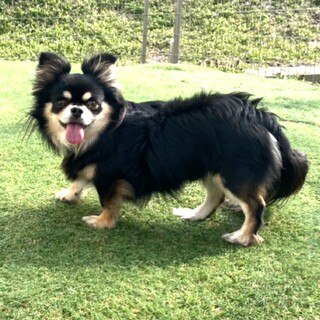 ☆ゆうひくん☆里親さま決定☆