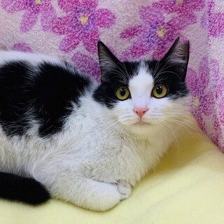 ふわふわ黒白アイシスちゃん