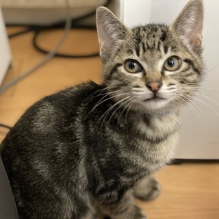 【青】三ヶ月♂ アメショ柄? ノイくん