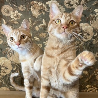 【お見合い随時】ワンコみたいな甘えん坊茶トラ兄弟