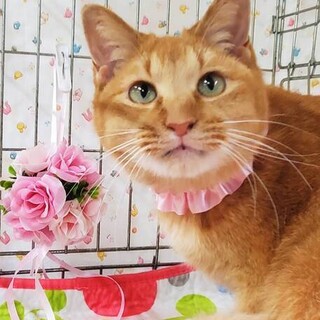 おしゃべり好きな茶トラの女の子♥️