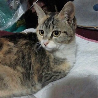 自前マスク着用★ラブリィひなちゃん