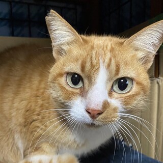 愛嬌たっぷり☆可愛い♪茶白猫のユナちゃん❣️