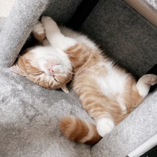 里親募集しています