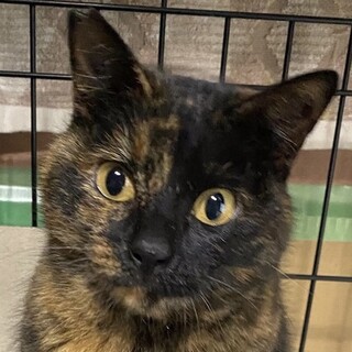 とってもとっても♪甘えたなサビ猫のスフィちゃん❣️