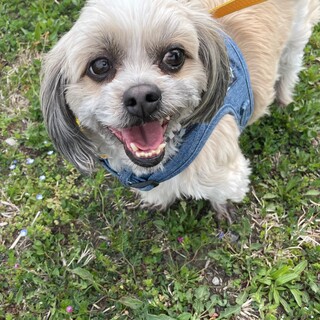 遊ぶの大好きシーズーmixホイップ君