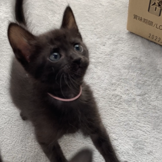 ミルクで育てた甘えん坊☆黒いメスちゃん
