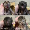 ミルクで育てた甘えん坊☆黒いメスちゃん サムネイル3
