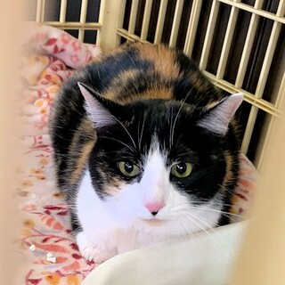 ＜クー＞とっても甘えん坊＜譲渡決定！＞