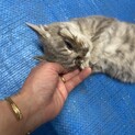 一旦募集停止します　人懐っこい仔猫のおこげちゃん