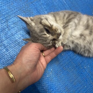 一旦募集停止します　人懐っこい仔猫のおこげちゃん