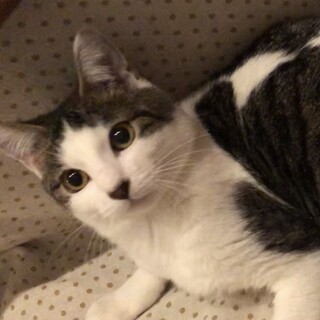 いけにゃん　キジ白のビイ君　6ヶ月位