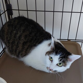 運命の出会い待ってます1匹飼い希望