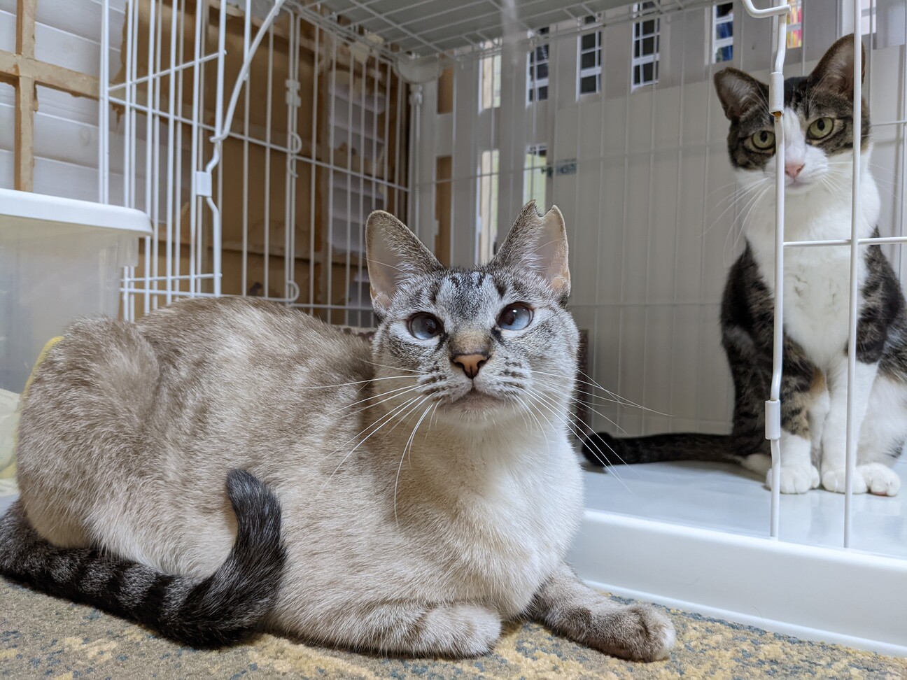 ツンデレなシャムトラ女子 大阪府 猫の里親募集 ペットのおうち 月間利用者150万人