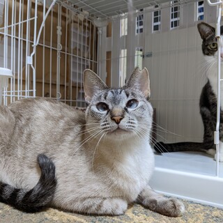 ツンデレなシャムトラ女子りぼんちゃん。