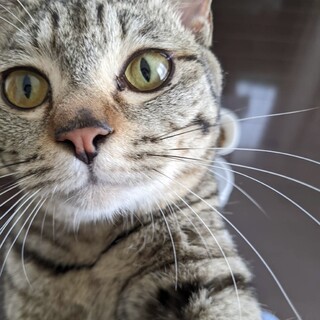 【ちびまる】おかげさまで里親様が決まりました！