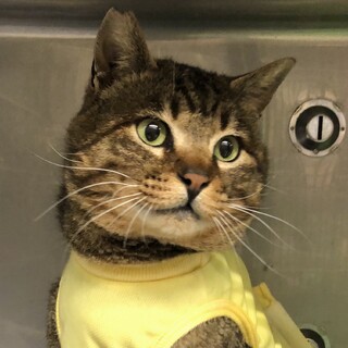 人間大好きキジト君