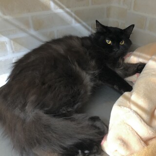 ゴージャス長毛プリマちゃん