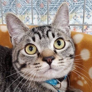 丸顔で可愛いキジトラの男の子♡シュンくん