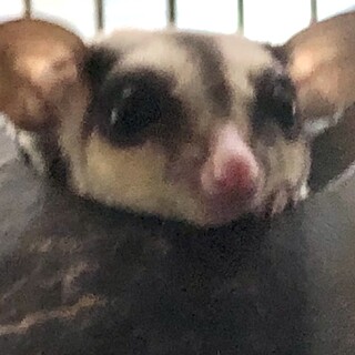 フクロモモンガ