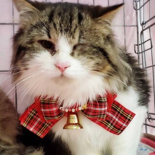 ゴージャス長毛王子♡ウェールズくん