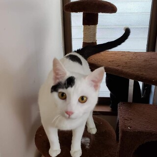 猫エイズキャリアのたま君