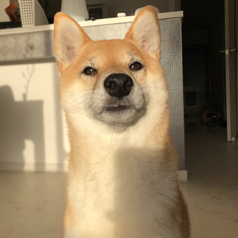 ゆずのカバー写真