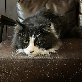 ☆可愛いモフモフ長毛の男の子☆