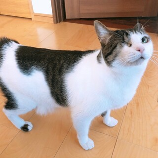 デレ100%キジ白の女の子