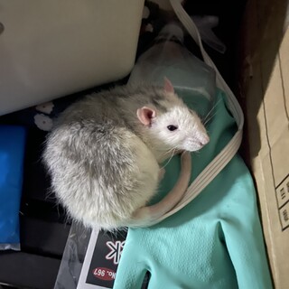 ファンシーラット♂