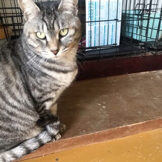 ありがとうございました★グレー黒キジおかみちゃん