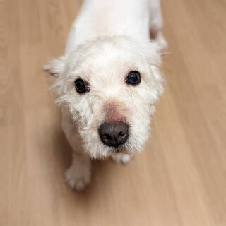 少々怖がりさんなウエスティ♀はなびちゃん