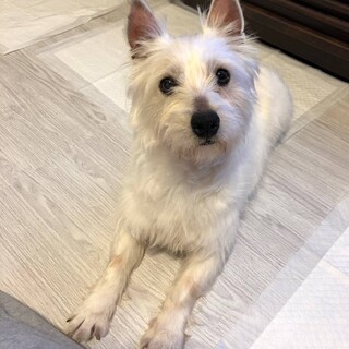 元気なウエスティ女の子⭐︎ジニー