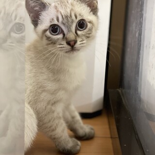 【募集一時停止】三ヶ月♂イザナくん