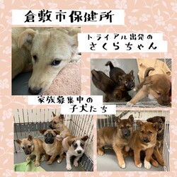 「2022年4月7日の倉敷→全頭譲渡決定！」サムネイル1