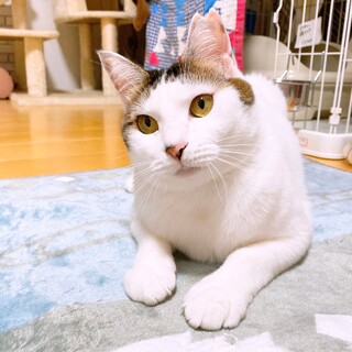 キジ白の女の子