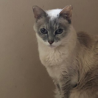 宝石の様な瞳♡すいちゃん《4/10譲渡会参加》